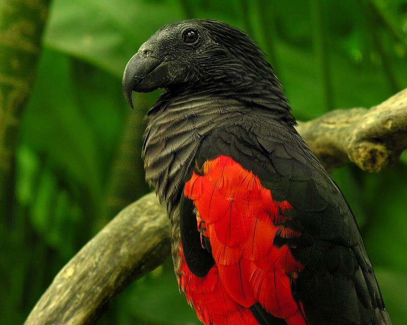 Strange_Animals's tweet photo. The Dracula parrot or vulturine parrot is a vulnerable species from the eastern Amazon of Brazil. Its featherless face is an adaptation to prevent sticky fruit covering its feathers.

(Photos Ondrej Prosicky) https://t.co/zuDBwUUfBh