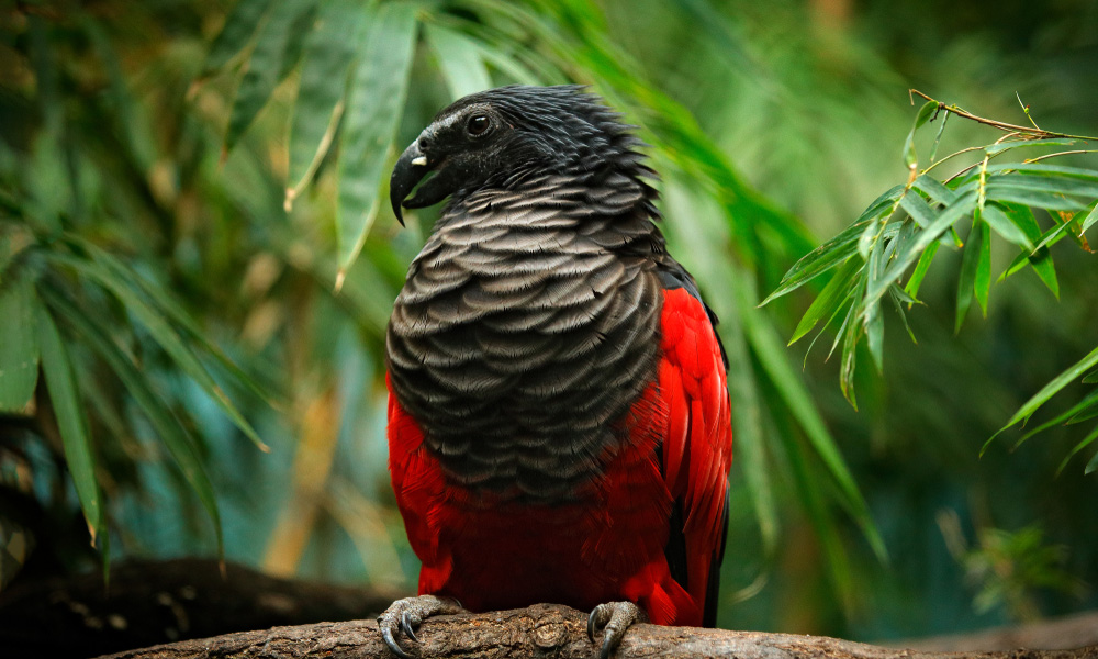 Strange_Animals's tweet photo. The Dracula parrot or vulturine parrot is a vulnerable species from the eastern Amazon of Brazil. Its featherless face is an adaptation to prevent sticky fruit covering its feathers.

(Photos Ondrej Prosicky) https://t.co/zuDBwUUfBh