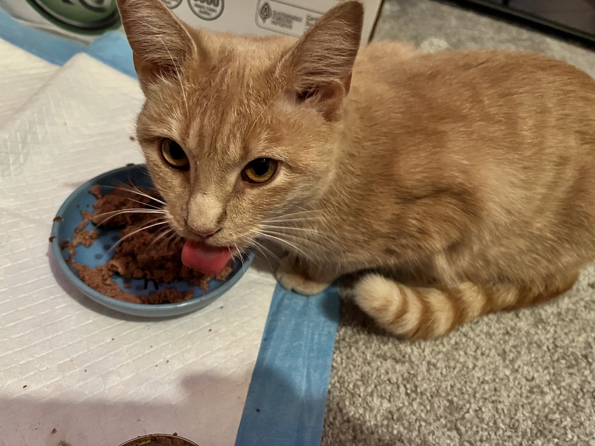 SilversSanctury's tweet photo. Another dismal day, still sad since Paddy #cat went #OTRB 
Let's get a rousing round of #TongueOutTuesday going! Reply with your #dog &amp; cat pics and their best efforts - King Ralphie will be doing the judging (of course 😹 ) https://t.co/tYYe9p1kHw