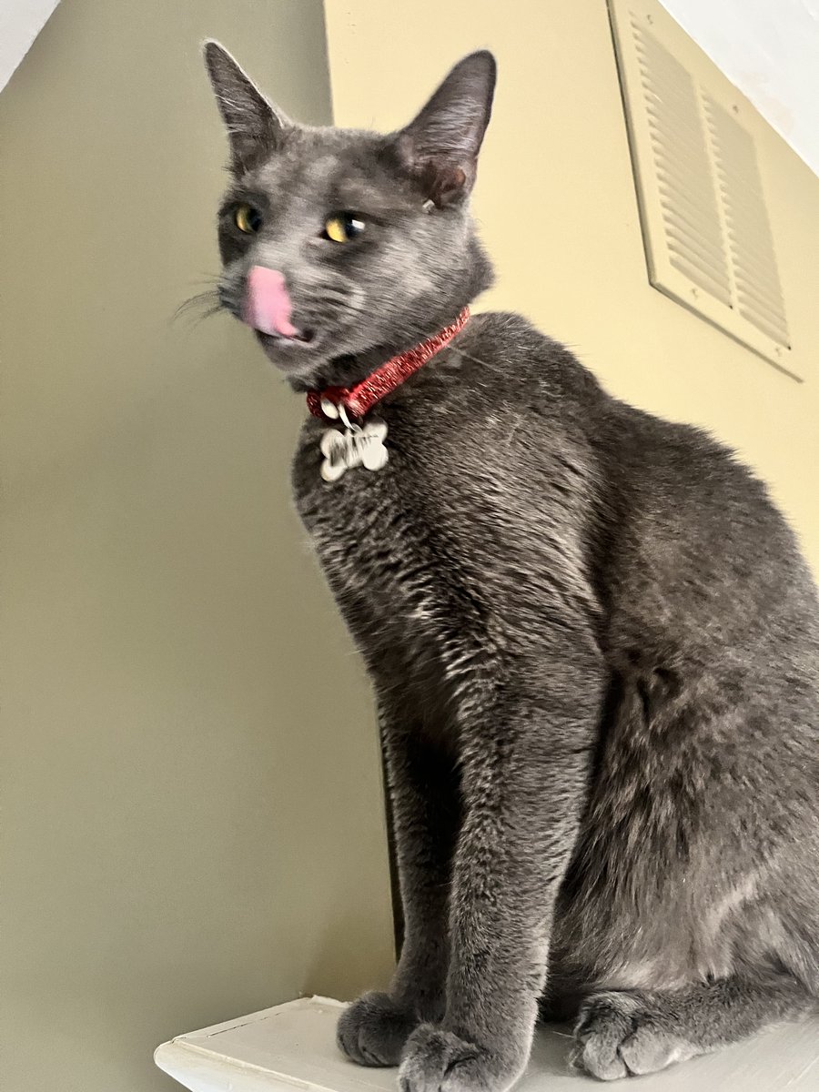 SilversSanctury's tweet photo. Another dismal day, still sad since Paddy #cat went #OTRB 
Let's get a rousing round of #TongueOutTuesday going! Reply with your #dog &amp; cat pics and their best efforts - King Ralphie will be doing the judging (of course 😹 ) https://t.co/tYYe9p1kHw