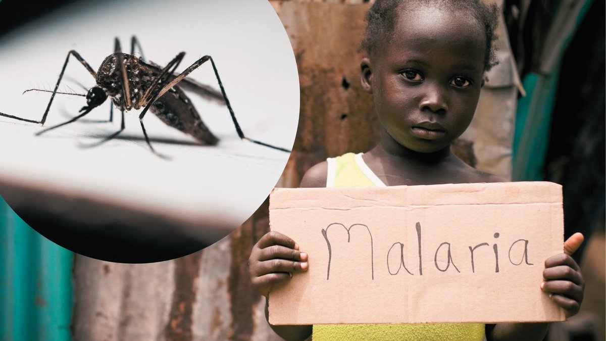 NE14science's tweet photo. Severe #malaria’s effects may persist long after infection resolves. A long-term study in #Uganda found that #children who survived cerebral malaria or severe malarial #anemia showed lower #cognitive and math performance years later. #GlobalHealth
  
https://t.co/KbQBzN7cNt https://t.co/muplYSpA2O