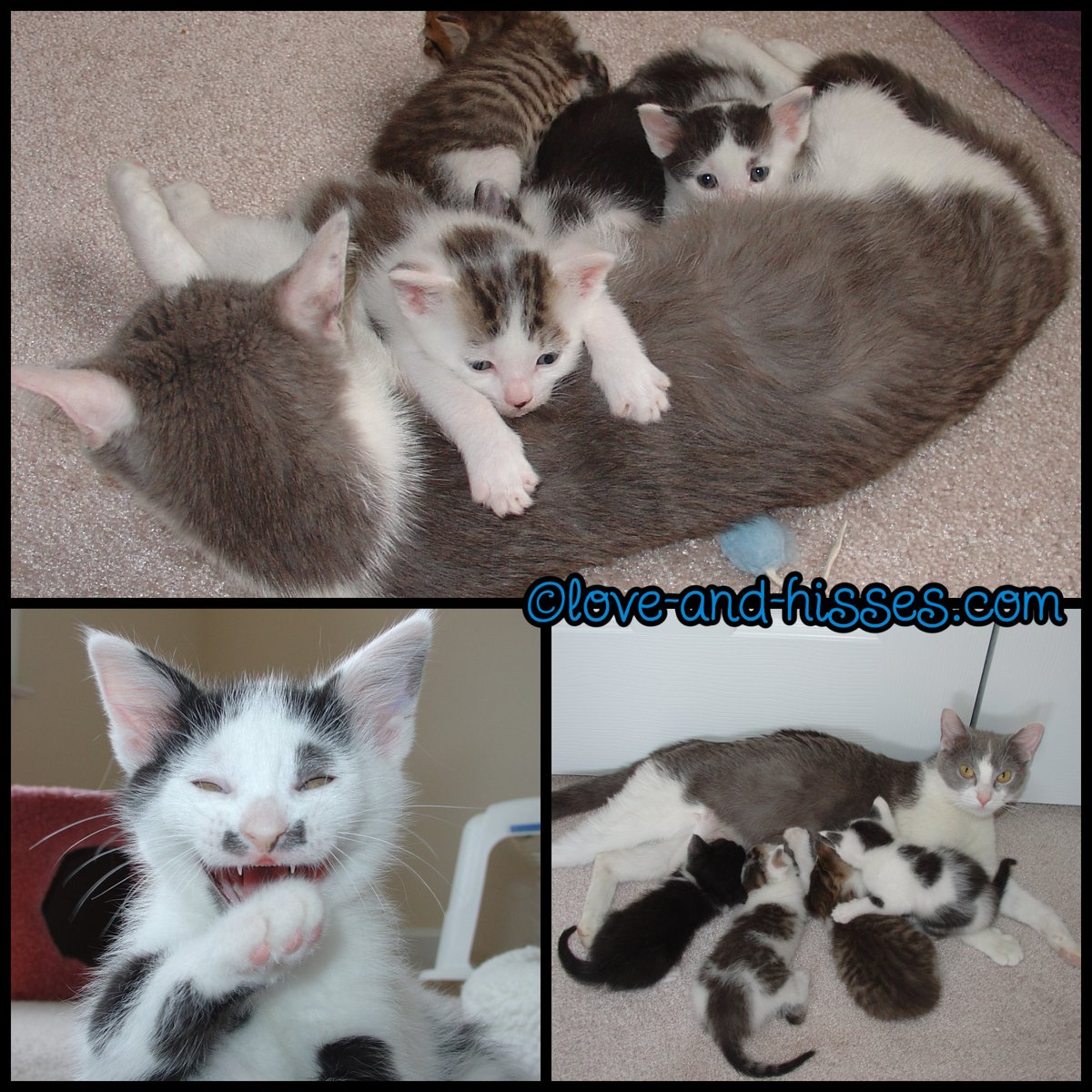 RobynAnderson's tweet photo. It's been 21 years since we brought home our very first fosters - Mia and her kittens Edgar, Flossie, Snoopy, Peanut &amp; Oy. We're currently at foster #598, and we're not stopping any time soon. Happy foster-versary to us! (And thanks to all of YOU for following along!) https://t.co/1jLJHvhcIo