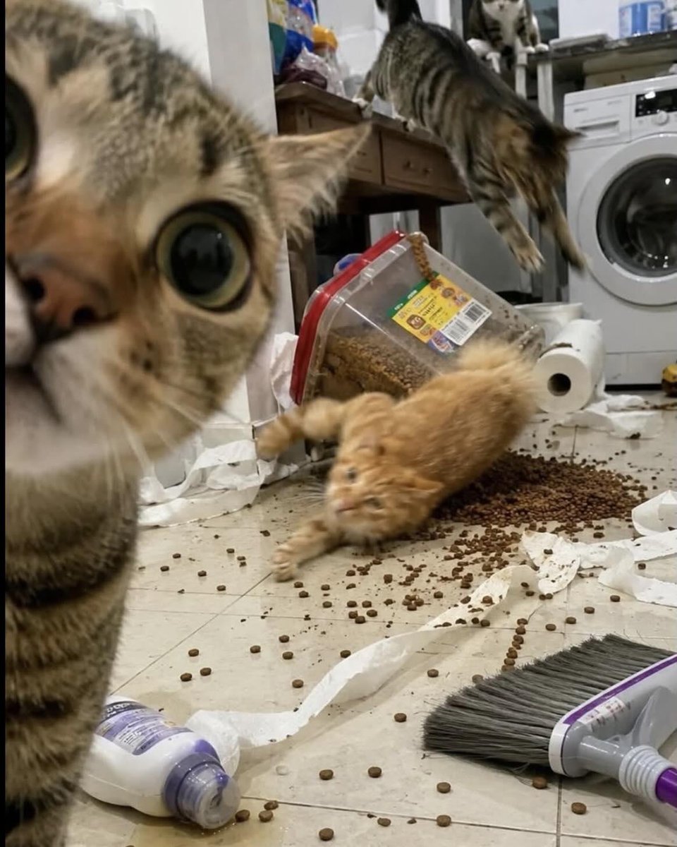 itsme_urstruly's tweet photo. 😺: "I've always been the one getting yelled at. But this time, I’ve got pictures as evidence!!!" https://t.co/xNYC1qSL37