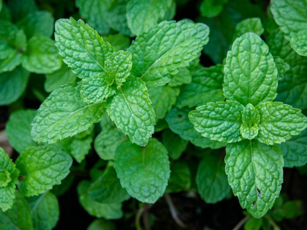 enjoyooors's tweet photo. What's the matter cinnamon boy,

afraid of a little mint? https://t.co/sDkwzra1Zm