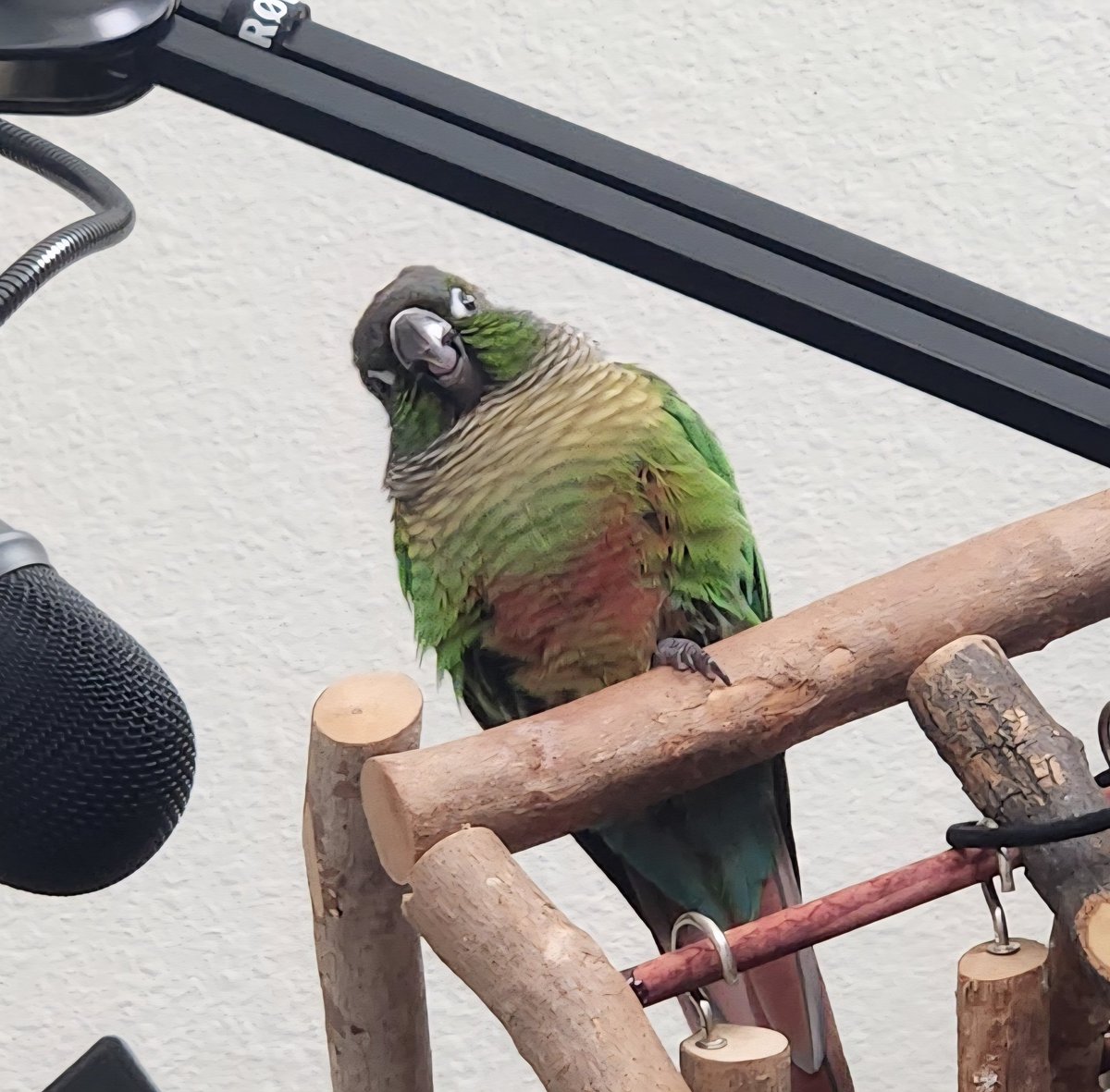 TheRoyalGryphon's tweet photo. My handsome son https://t.co/RfbuiQ9ip5