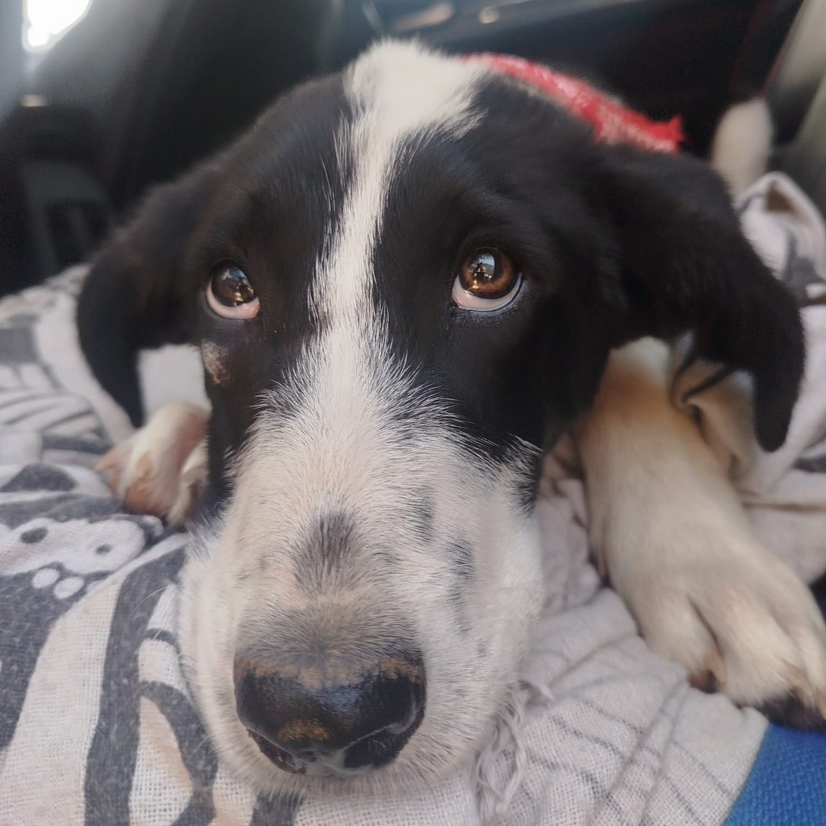 NUEVA VIDA ADOPCIONES tweet media