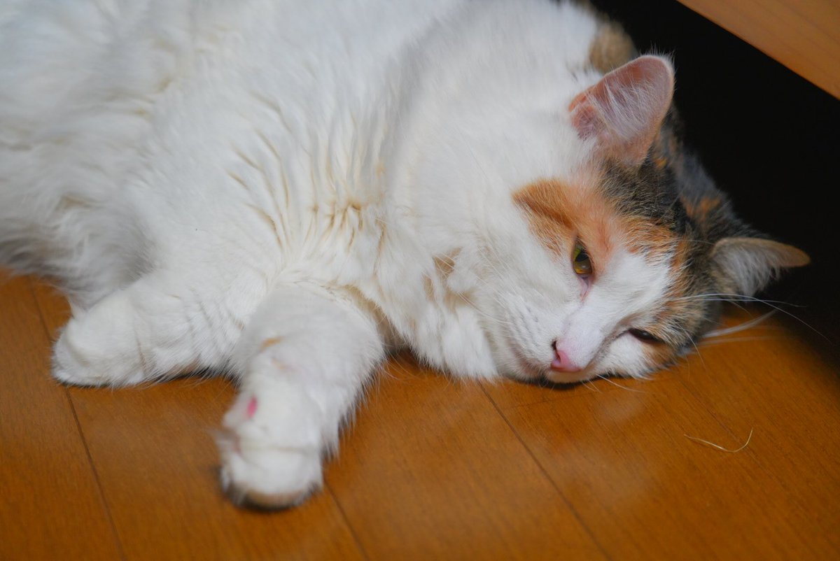 ふじた_🐱♨️💻雑用係 tweet media