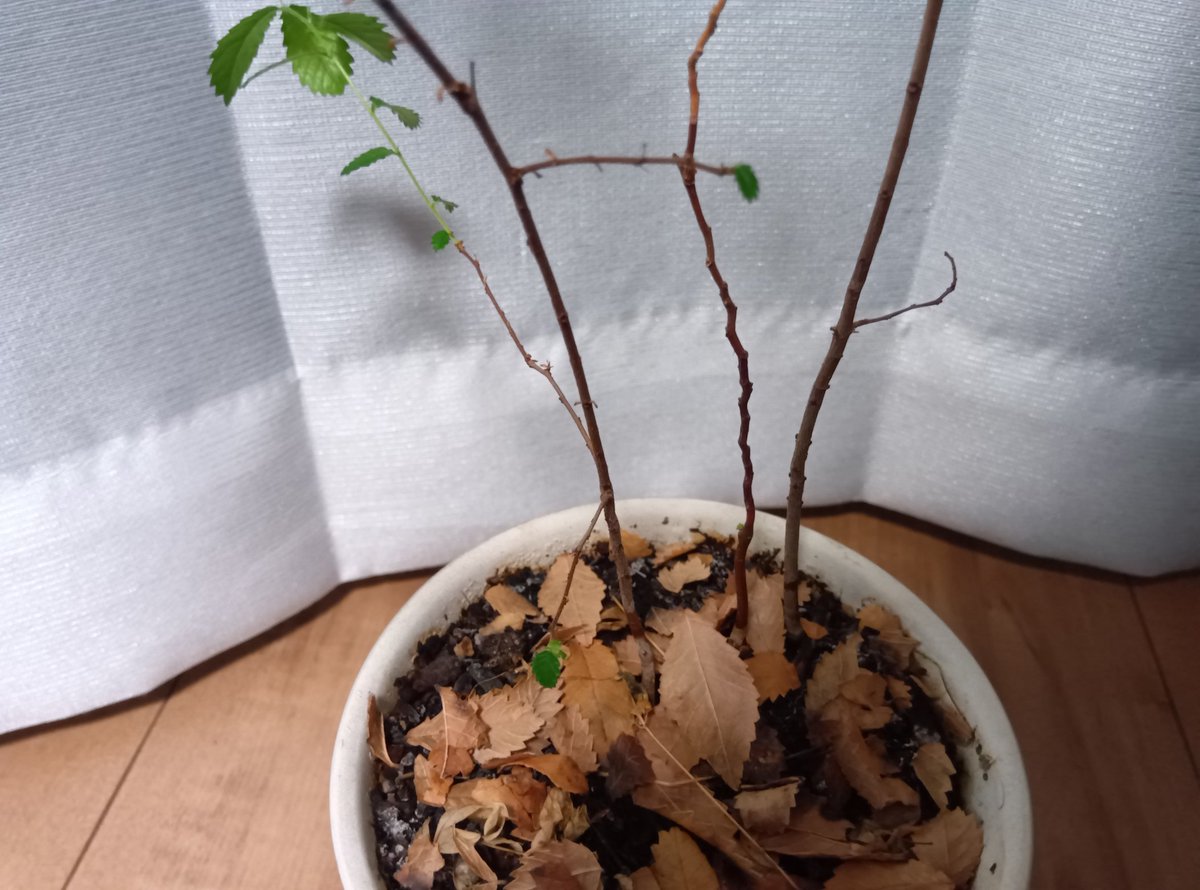 Nymphaea_lp's tweet photo. 真ん中のセンダンもう枯れたかなって思ってたけど下の方から芽が出てる https://t.co/5e9Tq2lnxv