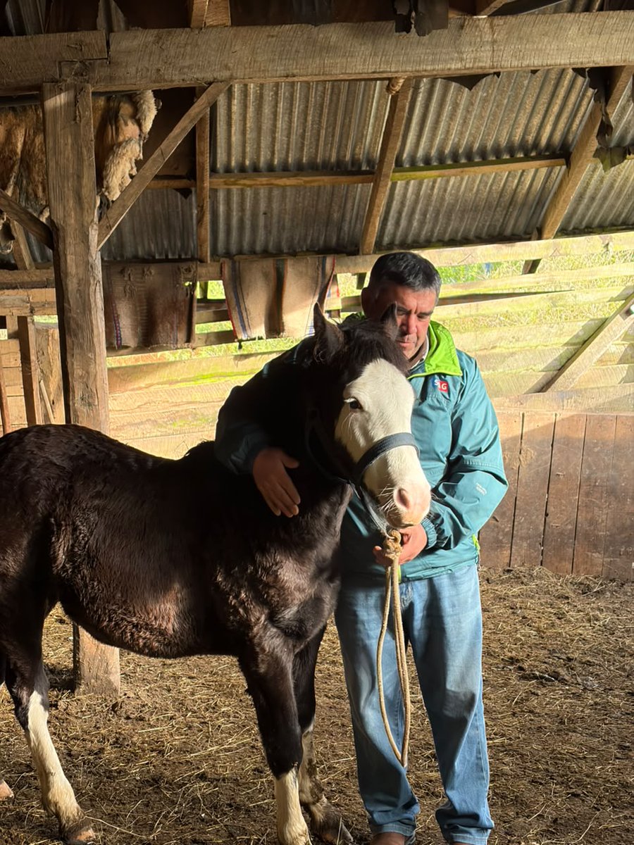 sagchile's tweet photo. 🐴 En #LaJunta, funcionarios de @sagchile Aysén realizaron muestreo de Anemia Infecciosa Equina para mantener la vigilancia sanitaria y resguardar la salud de la población equina de la región. 💉✅ https://t.co/SG0c6klPXC