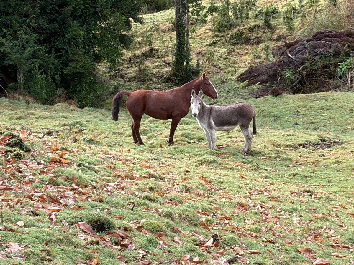 sagchile's tweet photo. 🐴 En #LaJunta, funcionarios de @sagchile Aysén realizaron muestreo de Anemia Infecciosa Equina para mantener la vigilancia sanitaria y resguardar la salud de la población equina de la región. 💉✅ https://t.co/SG0c6klPXC