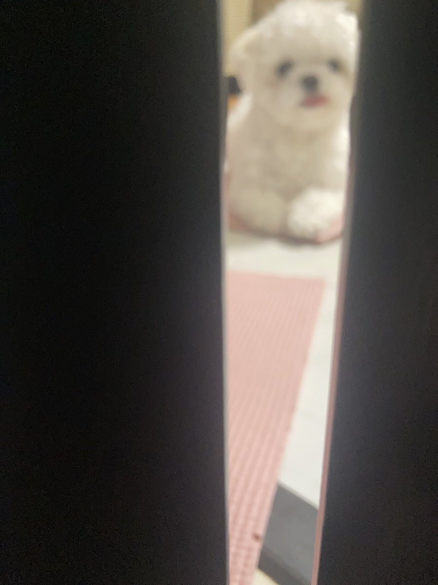 melon_1127's tweet photo. 最近のまるしゃん🫶 https://t.co/CzURqf8Vip