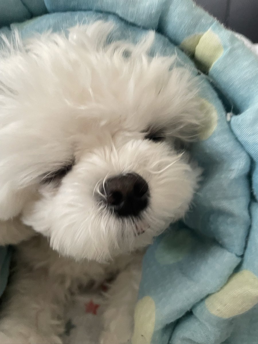 melon_1127's tweet photo. 最近のまるしゃん🫶 https://t.co/CzURqf8Vip