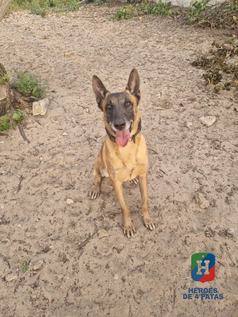 Policía Nacional tweet media