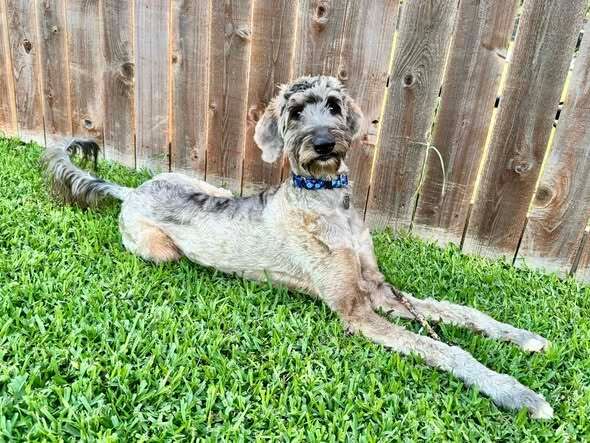 GaltxOrg's tweet photo. 🐾 Meet Ivy 

This young Afghan Hound/Poodle mix is full of energy, curiosity, and love. Ivy enjoys:

🎾 Yard zoomies
🐕 Playing with other dogs
🍖 Treat-based training
💛 Snuggling beside her humans

 Learn more about sweet Ivy here: https://t.co/kRWmvAWCUV

#GALT #AfghanHound https://t.co/bnjADFIQIZ