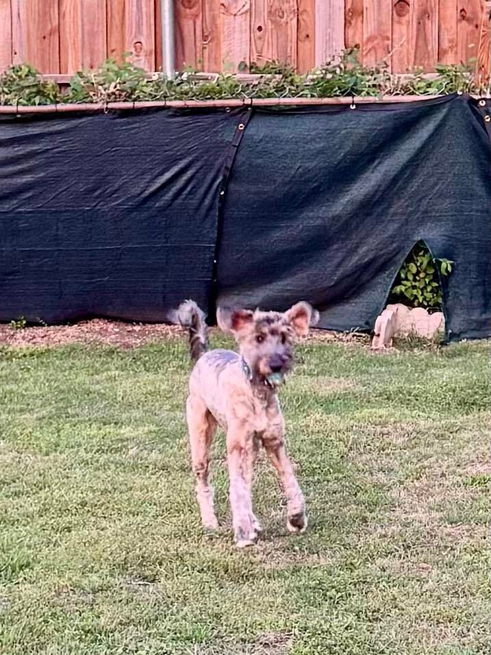 GaltxOrg's tweet photo. 🐾 Meet Ivy 

This young Afghan Hound/Poodle mix is full of energy, curiosity, and love. Ivy enjoys:

🎾 Yard zoomies
🐕 Playing with other dogs
🍖 Treat-based training
💛 Snuggling beside her humans

 Learn more about sweet Ivy here: https://t.co/kRWmvAWCUV

#GALT #AfghanHound https://t.co/bnjADFIQIZ