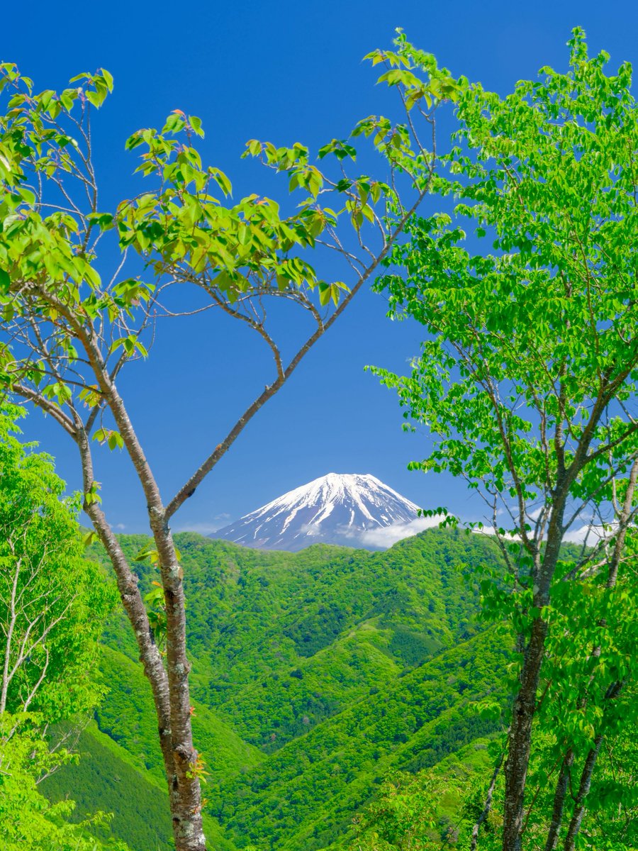 fuji3776m's tweet photo. 先日の光景です。新緑と富士山です。すばらし光景でした。 https://t.co/UgTrfNblUu
