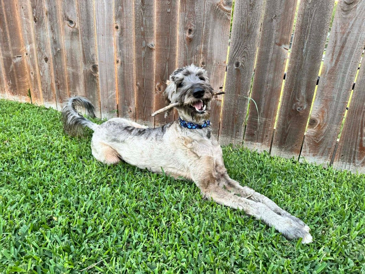 GaltxOrg's tweet photo. 🐾 Meet Ivy 

This young Afghan Hound/Poodle mix is full of energy, curiosity, and love. Ivy enjoys:

🎾 Yard zoomies
🐕 Playing with other dogs
🍖 Treat-based training
💛 Snuggling beside her humans

 Learn more about sweet Ivy here: https://t.co/kRWmvAWCUV

#GALT #AfghanHound https://t.co/bnjADFIQIZ