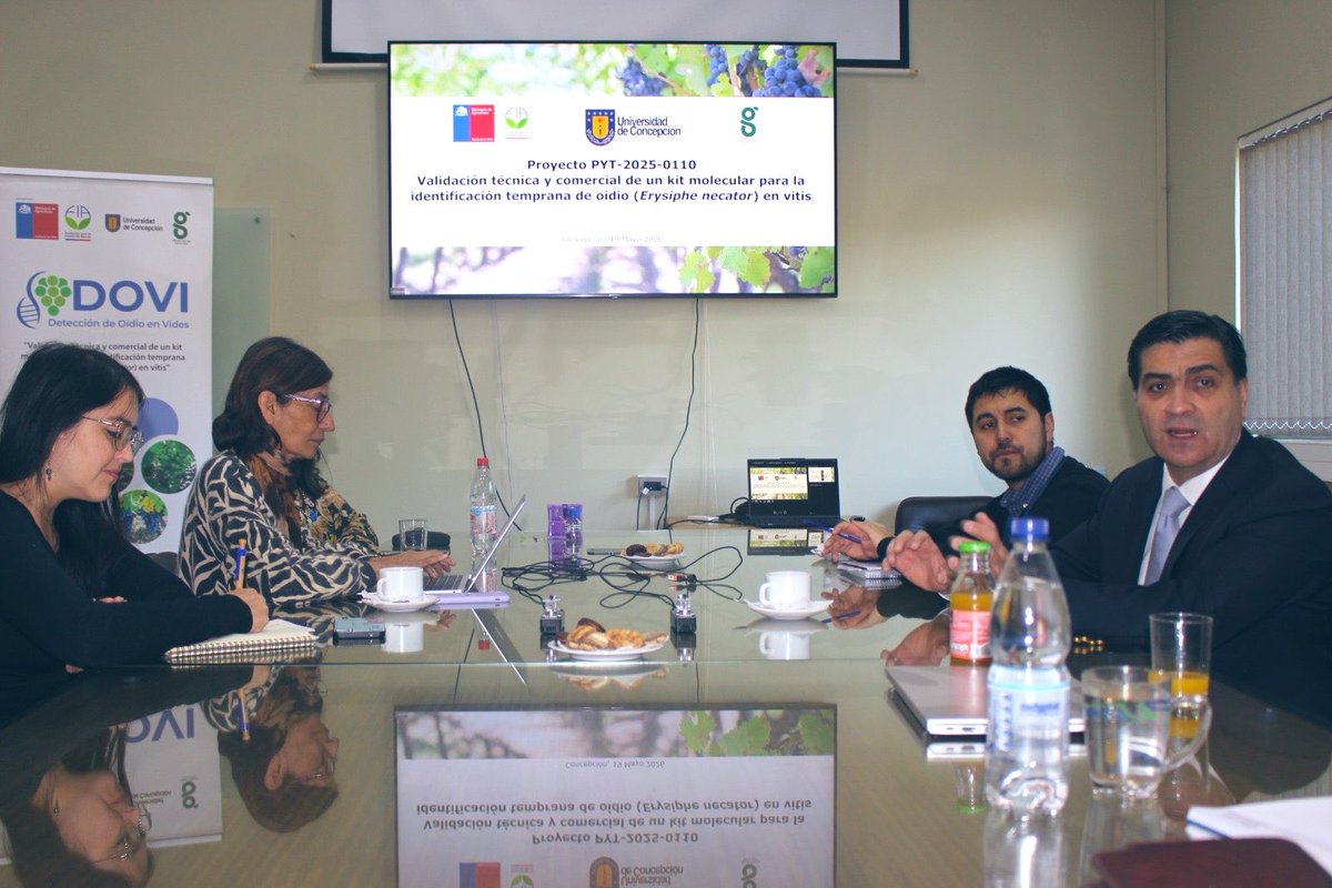 MinagriBioBio's tweet photo. 📍Hoy se realizó una reunión para conocer los avances del proyecto “Validación técnica y comercial de un kit molecular para la identificación temprana de oídio en vitis”.

📝La iniciativa permite a los agricultores diagnosticar de forma rápida una de las enfermedades en viñedos. https://t.co/6NXu9P0dpM