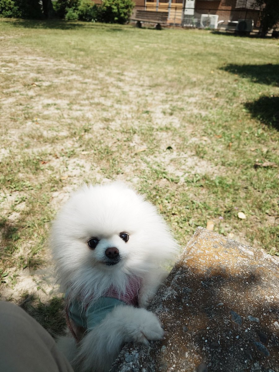 MouseMikku's tweet photo. お散歩途中に公園で休憩だよ
#ポメラニアン https://t.co/JXXr8xfcPM
