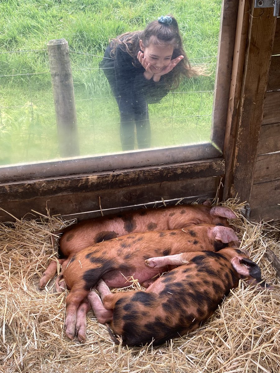 mvfsweb's tweet photo. Welcome to MVFS! This young person was super excited to welcome 3 very sleepy piglets to our farm this morning! 🐷  #3littlePigs https://t.co/AihjTFMIXs