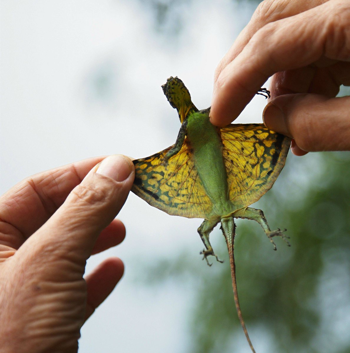 Strange_Animals's tweet photo. Gliding lizards are real-life dragons! They have modified ribs that extend into a wing membrane!

(Photos Yingyod Lapwong) https://t.co/c7Hl0Ts0IS