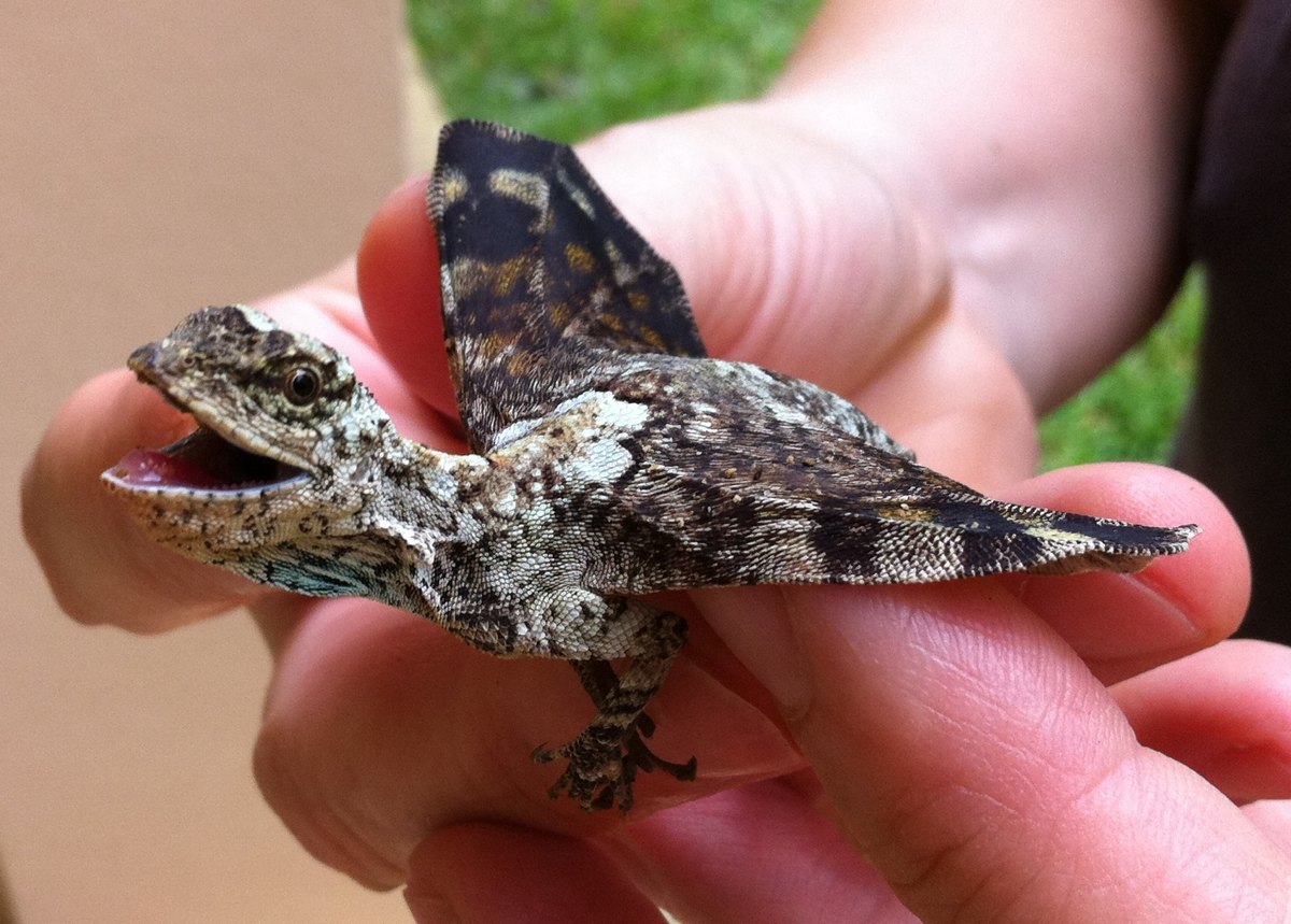 Strange_Animals's tweet photo. Gliding lizards are real-life dragons! They have modified ribs that extend into a wing membrane!

(Photos Yingyod Lapwong) https://t.co/c7Hl0Ts0IS