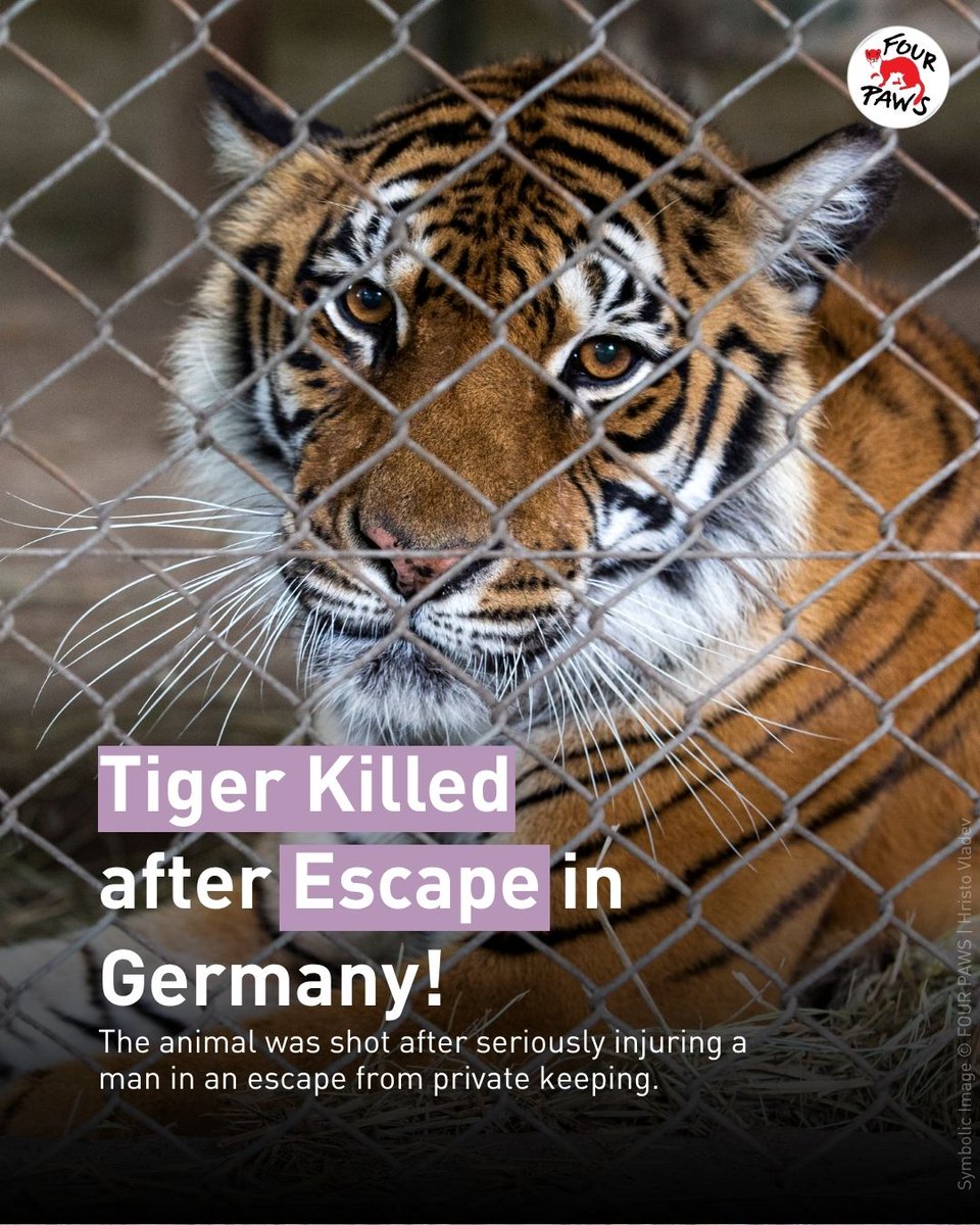FOURPAWSUK's tweet photo. A tiger escaped a private facility near Leipzig, seriously injuring a man before being shot dead💔.

This tragedy shows the danger of keeping wild animals for entertainment.
Wild animals' needs can’t be met in cages - and when they’re exploited, animals &amp; people are put at risk. https://t.co/DfhdkMGfJz