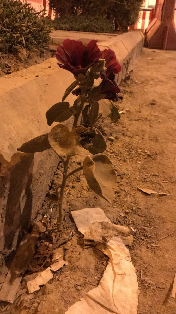 عبدالله tweet media