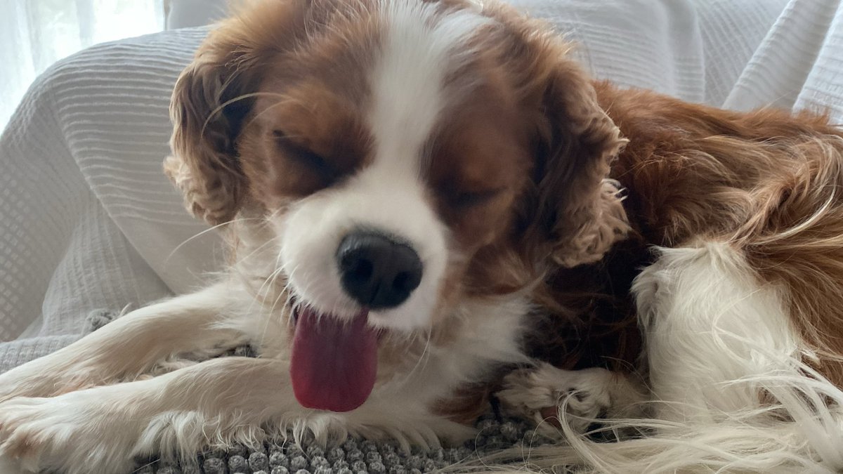 むく🐶のまだむ tweet media