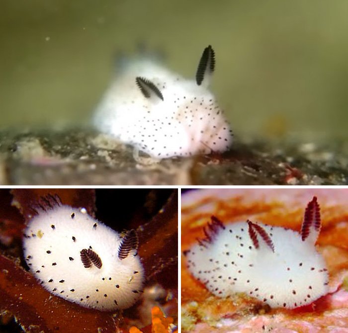 Strange_Animals's tweet photo. Sea bunnies are molluscs. The 'ears' are actually rhinophores- organs that help it sense chemicals in the water.

(Photos Aya Channel) https://t.co/xH3dM55CS7