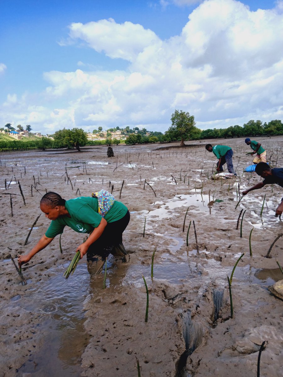 srhkenya1's tweet photo. Today, we joined Brain Youth Group in a mangrove restoration activity in Junda, taking part in mangrove planting to help protect our coastal ecosystem. 
Mangroves play role in preventing coastal erosion, supporting marine life and fighting climate change through carbon absorption https://t.co/xhHCJ8MJ81