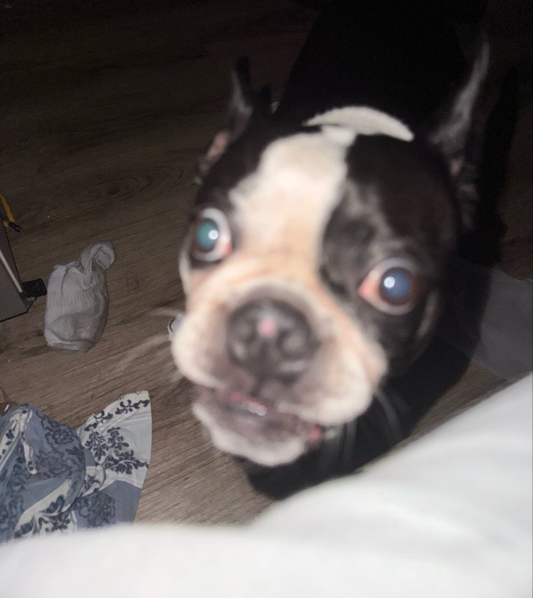 lauravileitee's tweet photo. Meu cachorro me assusta as vezes https://t.co/t1gjXxARgk