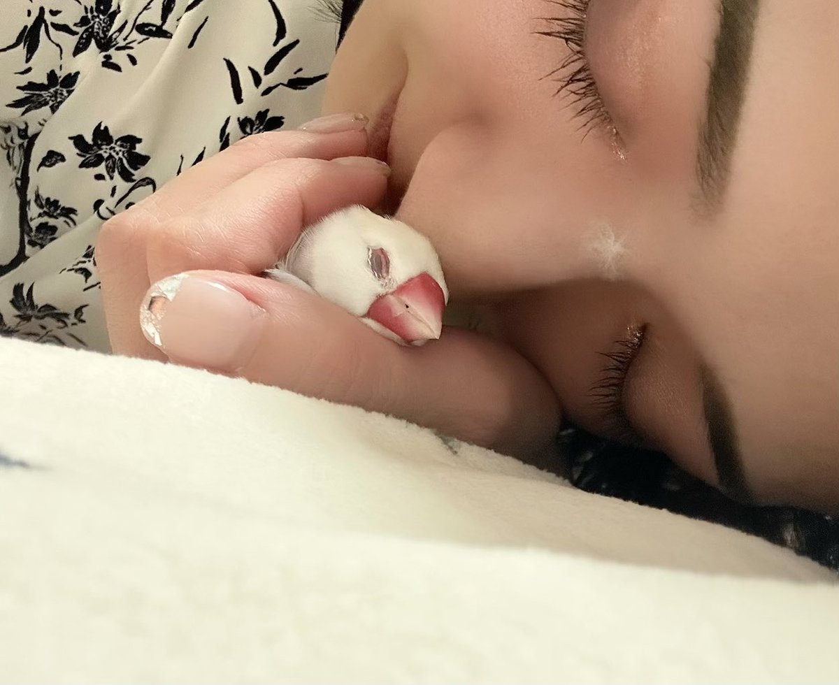 hino_fnpd's tweet photo. 触れて、吸って、写す幸せ
ヌシの鼻にギフト
文鳥はいいぞ #noix https://t.co/APjTRZX5Bv