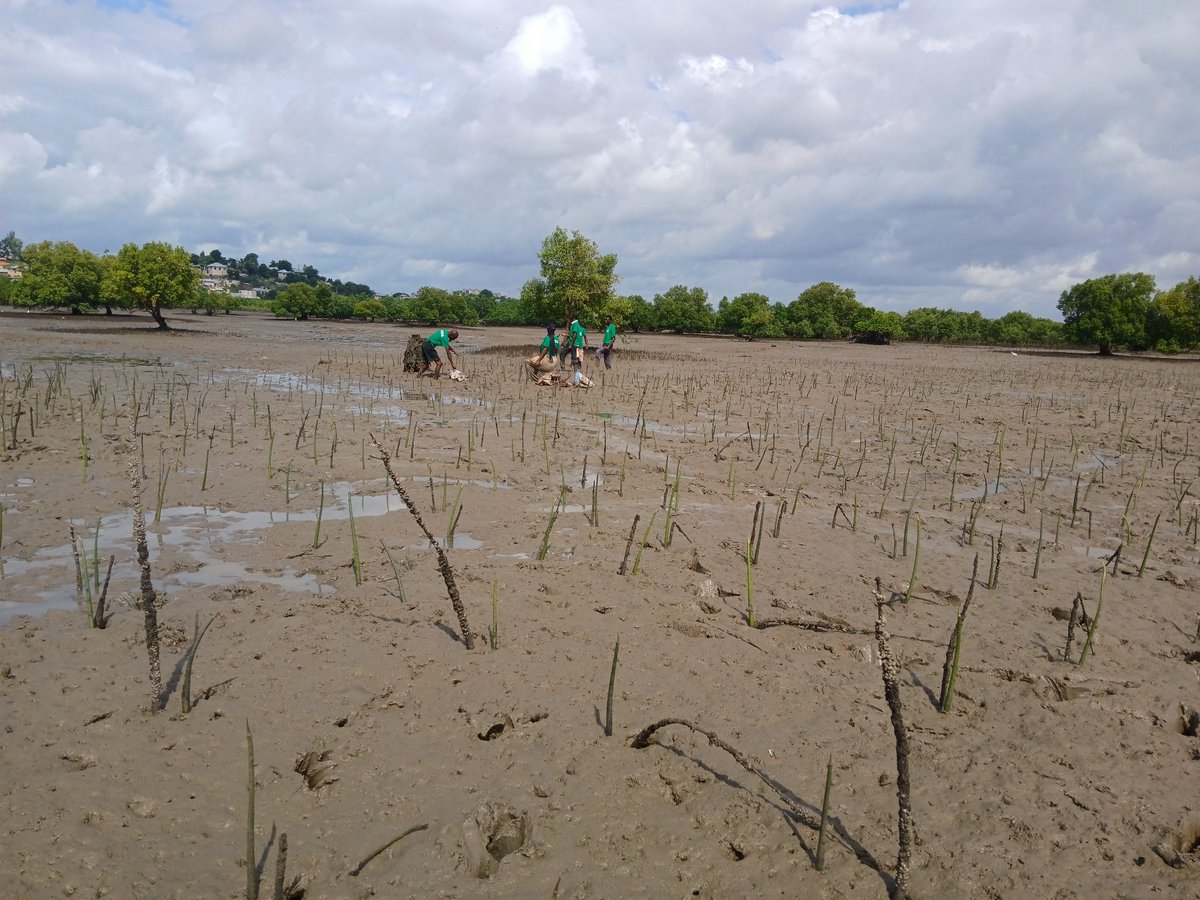 srhkenya1's tweet photo. Today, we joined Brain Youth Group in a mangrove restoration activity in Junda, taking part in mangrove planting to help protect our coastal ecosystem. 
Mangroves play role in preventing coastal erosion, supporting marine life and fighting climate change through carbon absorption https://t.co/xhHCJ8MJ81