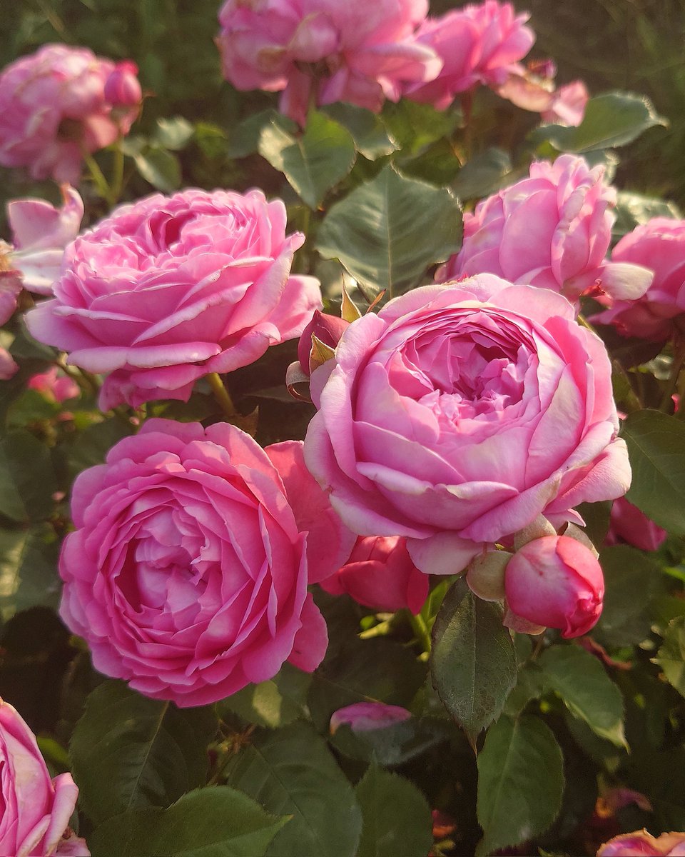 忽滑谷 史記 @Apple Roses tweet media