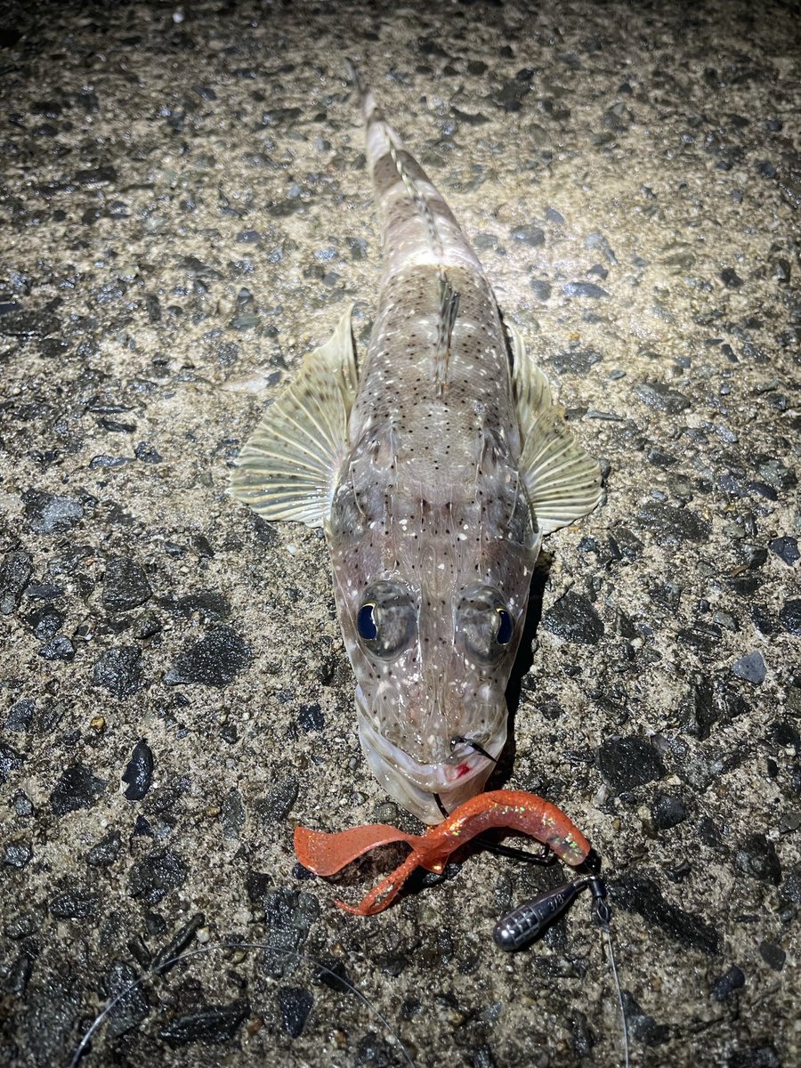 hide62473382's tweet photo. ワニゴチ🐊🎣 https://t.co/y6j8fO04ZO