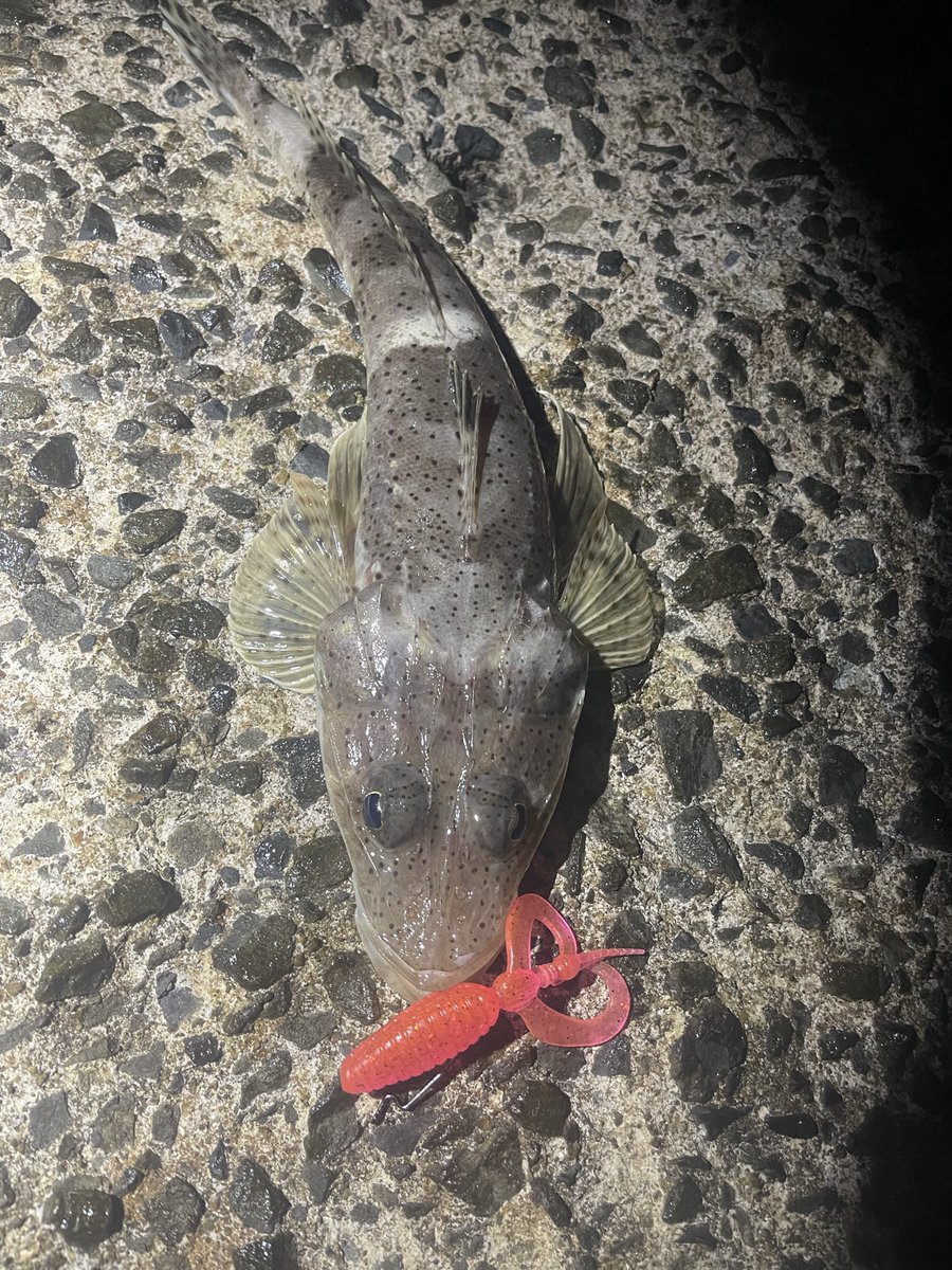 hide62473382's tweet photo. ワニゴチ🐊🎣 https://t.co/y6j8fO04ZO