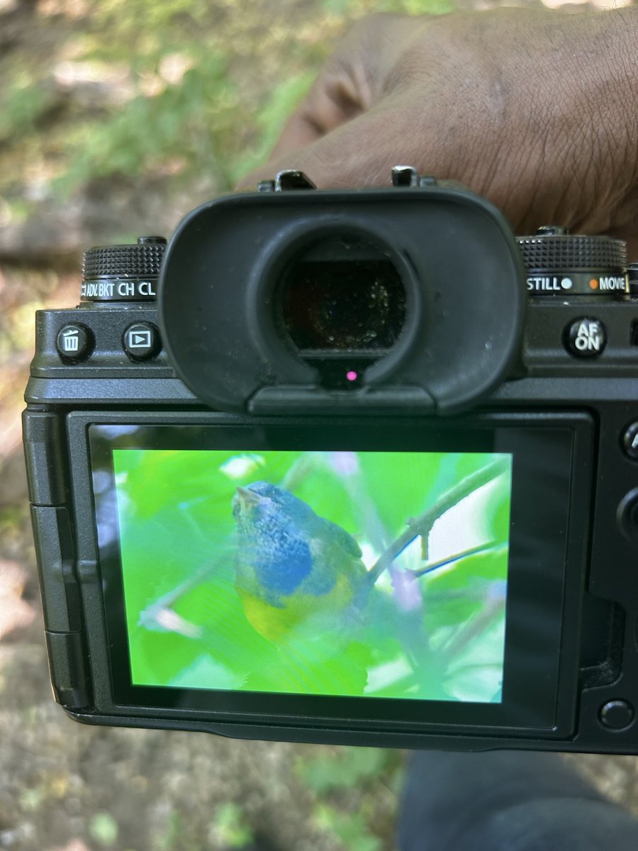 birds101 tweet media