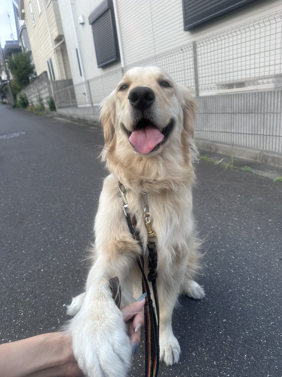 YLC_prv's tweet photo. 犬に人間になったら私と何したい？と聞くたびに泣いてしまう飼い主、失格😅
ちなみに回答はキャッチボールと、かくれんぼとの事ですw

#ゴールデンレトリバー https://t.co/TlGes4SBOL