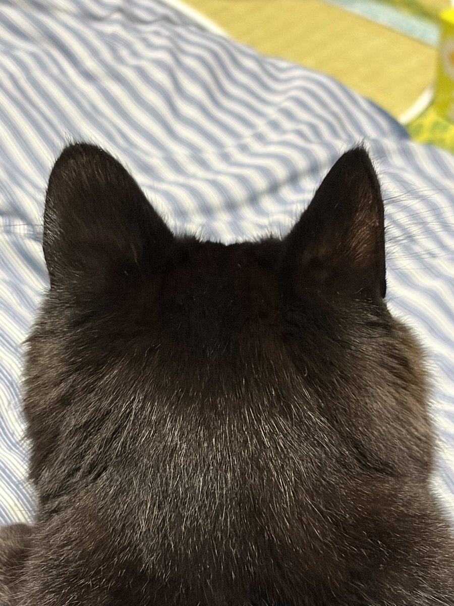 nekookei's tweet photo. 5/13に黒のメス猫ちゃんを保護しました。
◯長毛種
◯1歳前後
◯耳カットなし(避妊してない？)
◯尻尾が凄い
◯カリカリよりウェット派
◯すっっっごい鳴く
◯耳の間が狭い
◯目が金？黄色
迷子猫の情報を探しましたが該当せず、
近隣県の可能性もあるので、ツイートします

#迷子猫　#保護猫　#黒猫 https://t.co/npgZ819LII