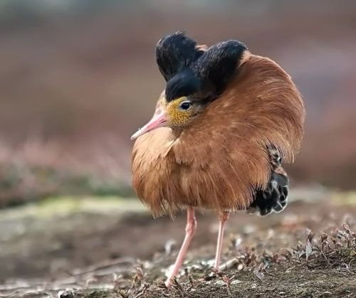 Strange_Animals's tweet photo. The ruff is a strange looking bird from Norway.

(Photo nordfold) https://t.co/aWaMSwSSO3
