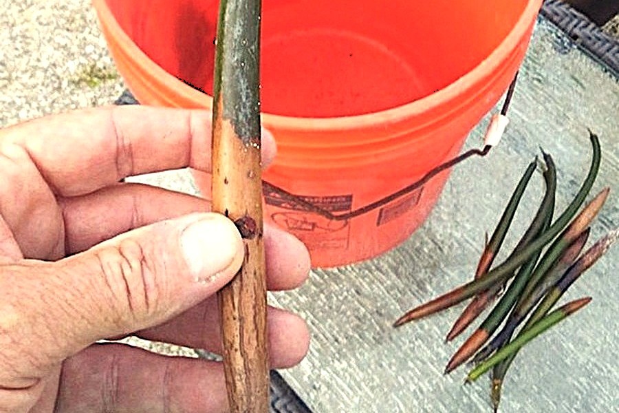 WetTribe's tweet photo. Mangrove propagules found floating alongside plastic debris during our ocean &amp; coastal #cleanups tie our cleanups, #mangroverestorations, and #coral protection efforts together, as mangroves help mitigate ocean acidification in adjacent waters. #WetTribe #TidetotheOcean https://t.co/p2U2p5LqY5