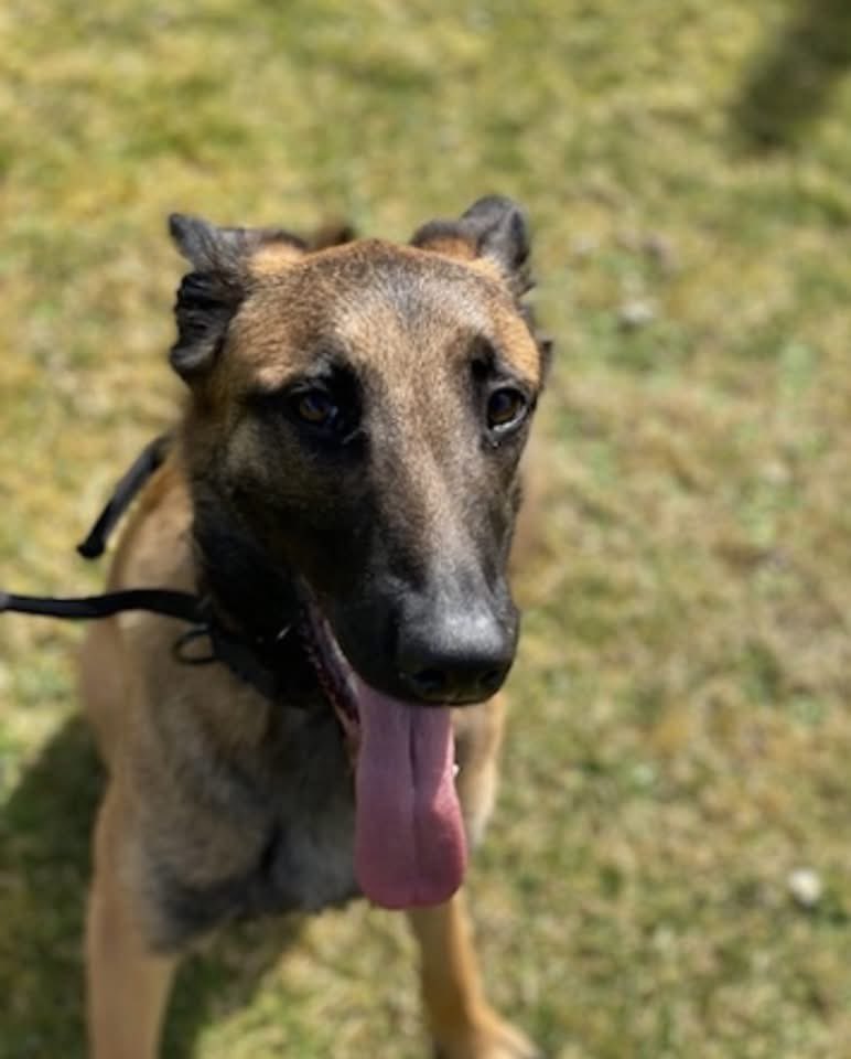 Help2Rehome Highlands & Islands tweet media