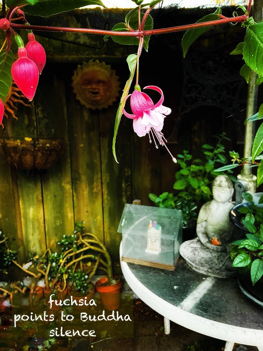 vbvlach's tweet photo. #haiku #Haiga #poetrycommunity #naturephotography #visualpoetry

     fuchsia
points to Buddha 
           silence https://t.co/pekOhLMWcH