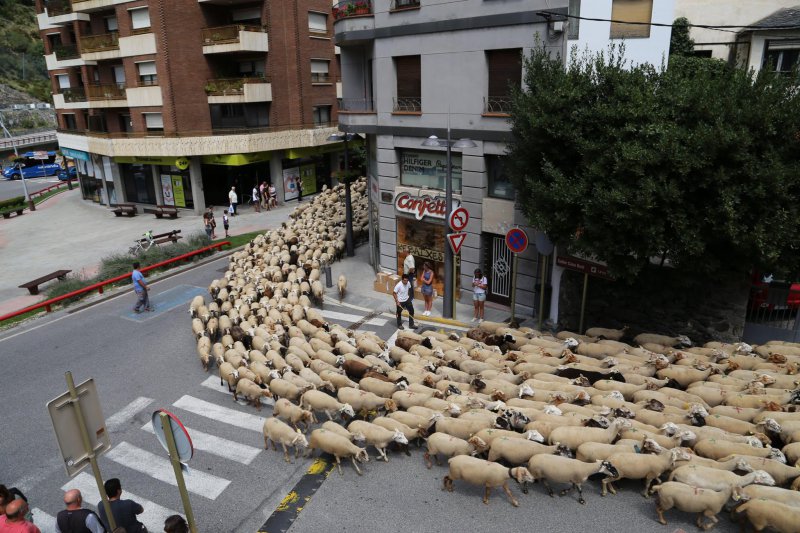 AndMedieval's tweet photo. Transhumància:
Motor econòmic:Va passar de la subsistència al comerç de carn i llana.
Rutes:Les ovelles passaven estius a Andorra,i hiverns a Lleida.
Privilegis:Els pastors tenien dret de pas lliure i pastures sense pagar tributs.
Llegat:Camins i orris (Pedra seca - UNESCO). https://t.co/631vHI1UhD