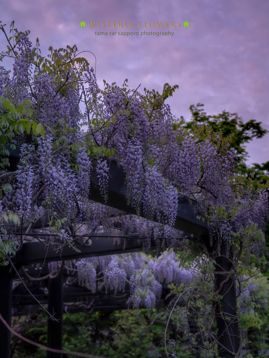 yuki_tama_rar_s's tweet photo. 🟣FLOWER COLLECTION🟣
夕方、安平からの天神藤🌿
見頃まではもうちょっとかなぁ...。
#天神藤 #wistria
#FLOWERCOLLECTION
#ファインダー越しの私の世界
#キリトリセカイ
#SonyAlpha #a75 #sony
#これソニーで撮りました
#東京カメラ部 #Photograph #photography
@_tenjinfuji_ https://t.co/570333HXE7