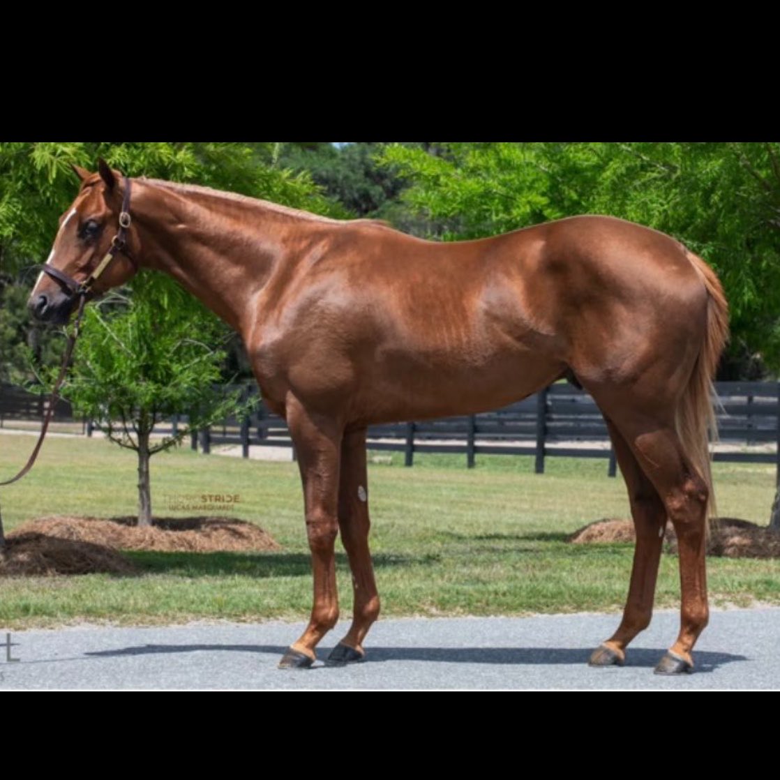 kingmeshal1's tweet photo. Market demand for #Flightline is absolute madness! ✈️ Even as an unproven sire, the hype is real from zidane at $10M to the recent $2M colt. Will they succeed? I think yes. Beyond the price tags, these horses are exceptionally good. Quality speaks for itself👏🏽👏🏽 https://t.co/AxU3lYcYFm