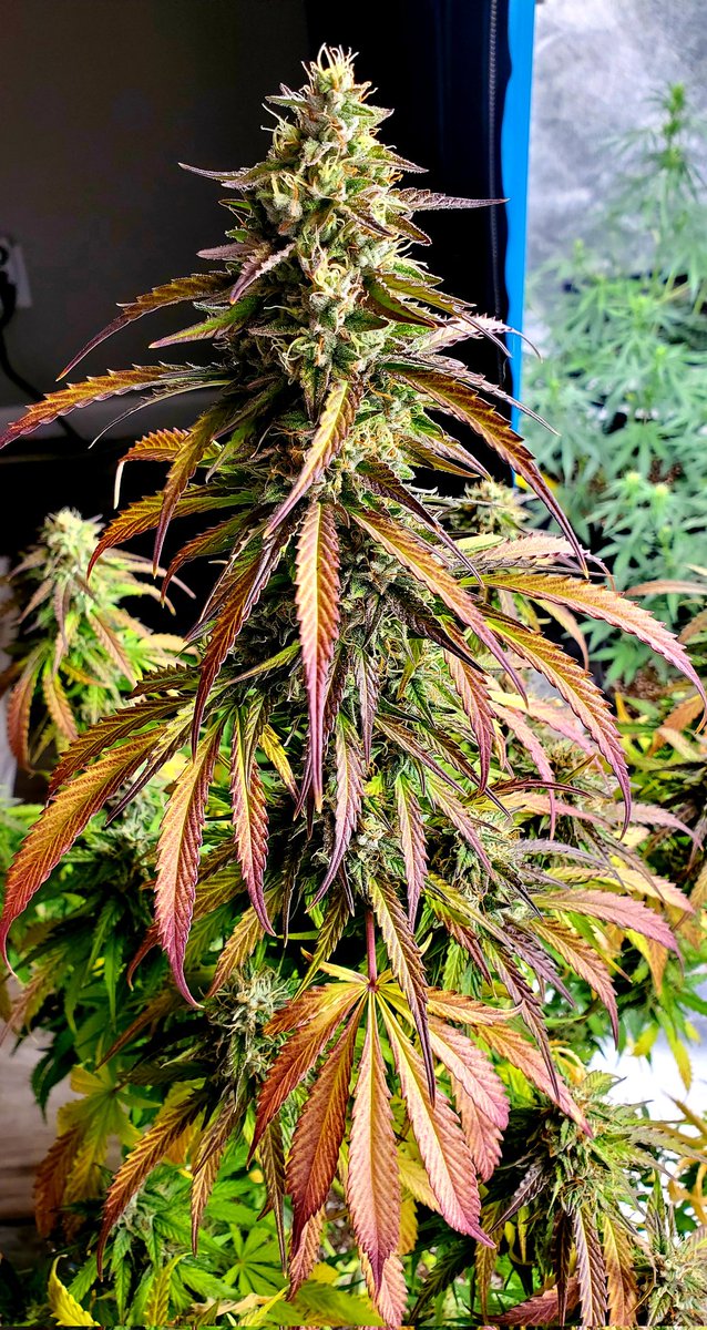 medicalgrower42's tweet photo. I love this sport! https://t.co/XBPaLTTOP4