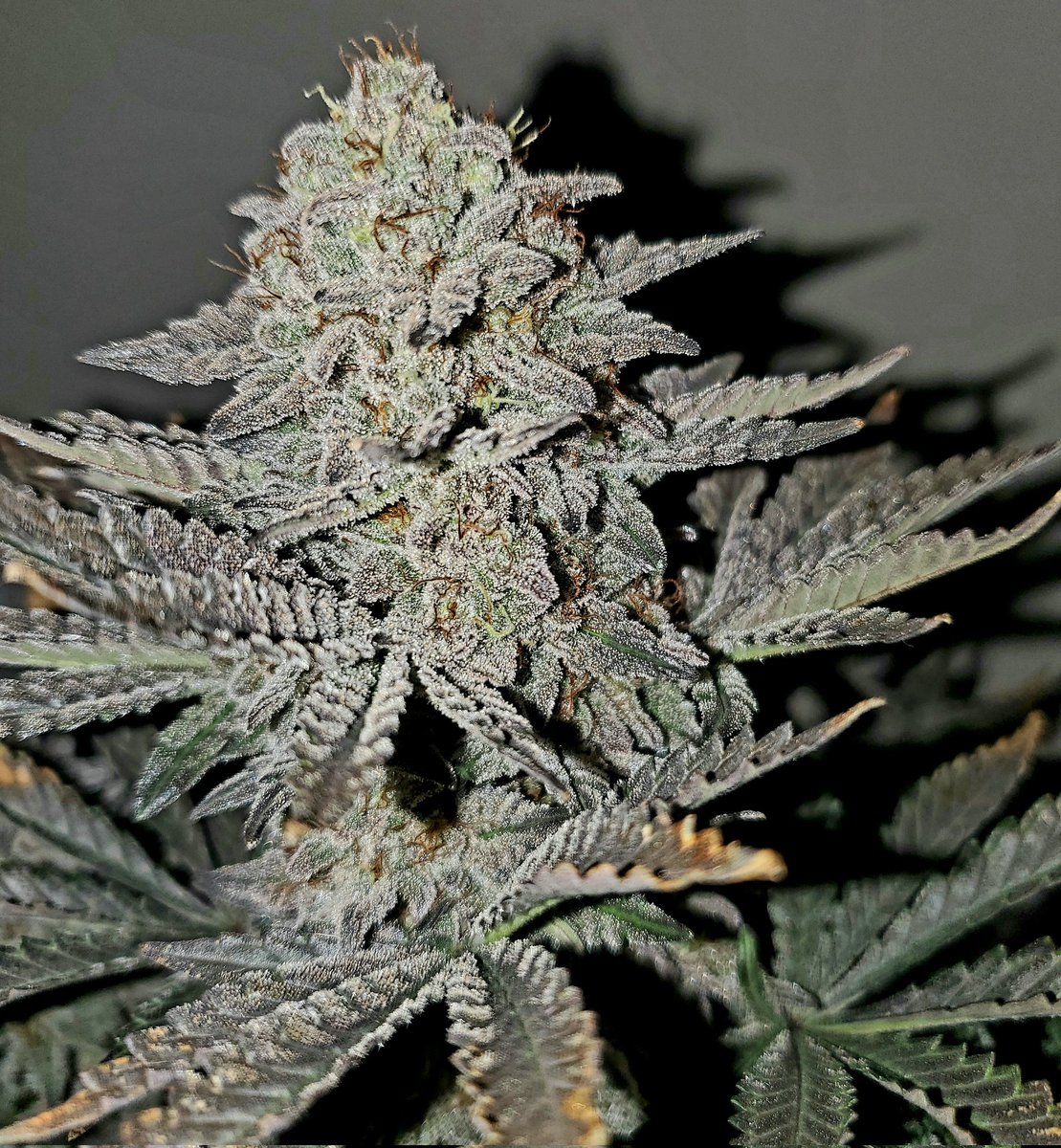 medicalgrower42's tweet photo. I love this sport! https://t.co/XBPaLTTOP4