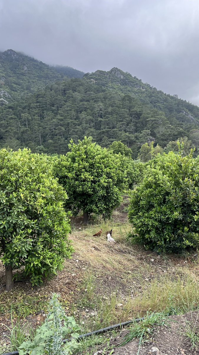 AD92EL's tweet photo. #Antalya
انطاليا🌿 https://t.co/QPT1jA7fQk